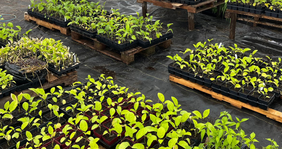 Design sans titre(72)