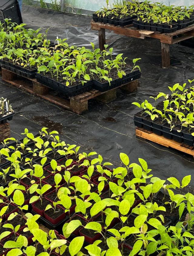 Design sans titre(72)